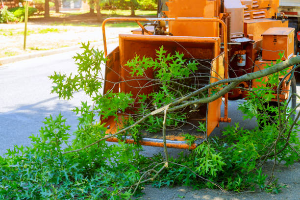 How Our Tree Care Process Works  in  Redland, TX